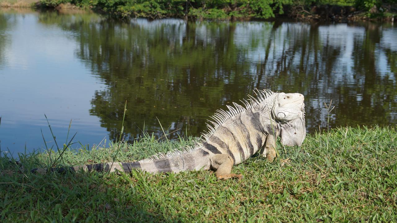 Club Campestre De Neiva Hotel Neiva  Kültér fotó